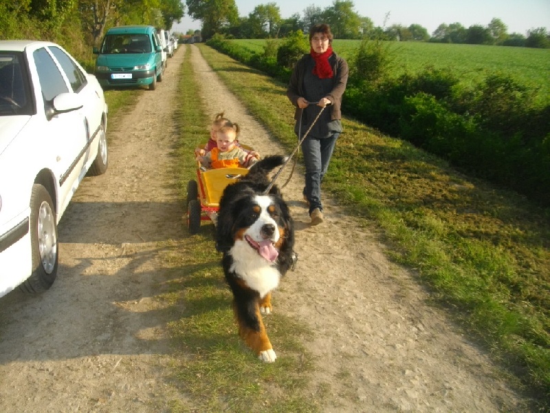 attelage canin