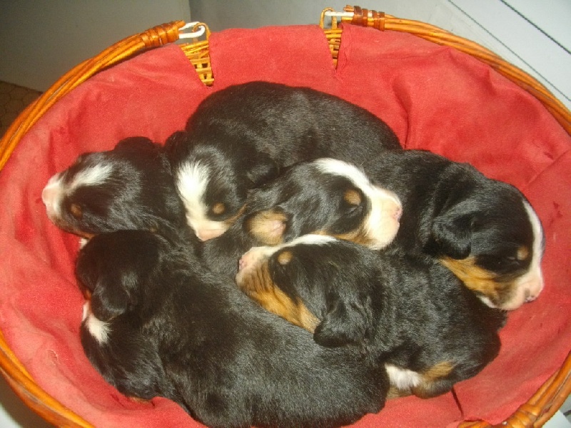 chiots